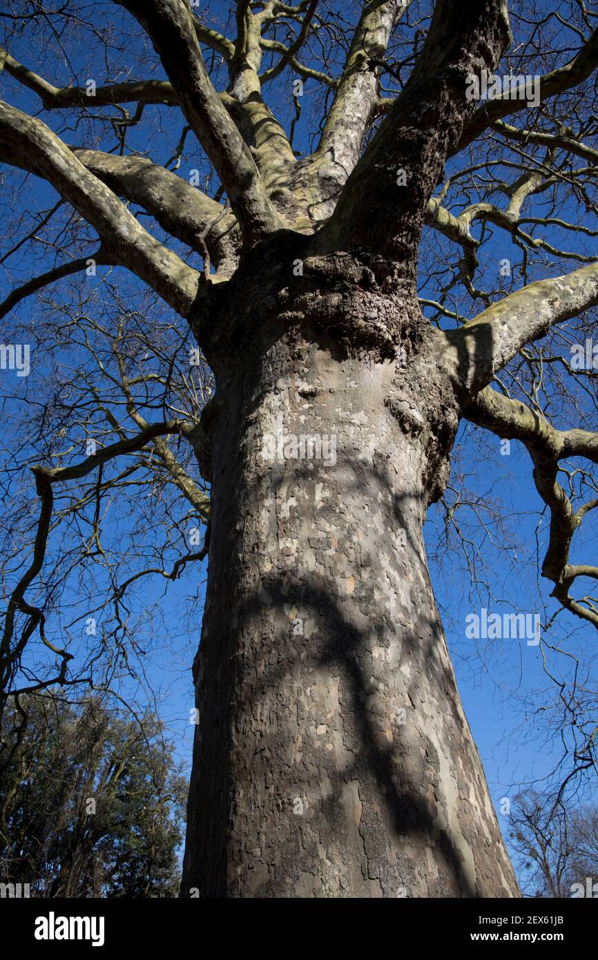 Plano árbol Platanus acerifolia en invierno Pittville Park Cheltenham Foto de stock