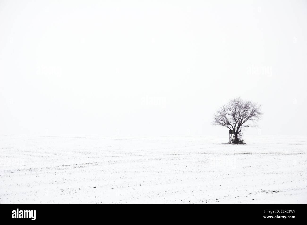 Solitaria en un paisaje de invierno foggy Foto de stock