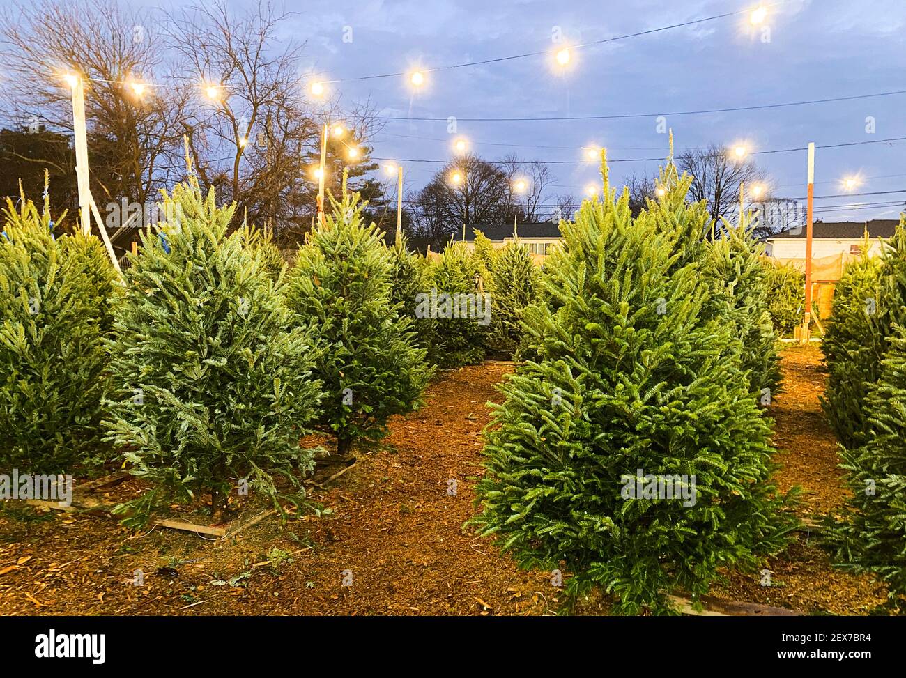 Árboles de Navidad en venta en una granja de árboles de Navidad, junto a una autopista con las luces encendidas al atardecer. Foto de stock