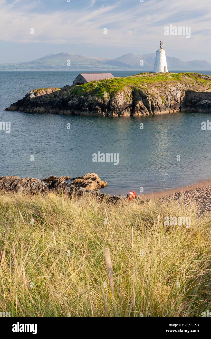 Goleudy Tŵr Bach - pequeña torre en la isla de Llanddwyn, Anglesey, Gales del Norte Foto de stock
