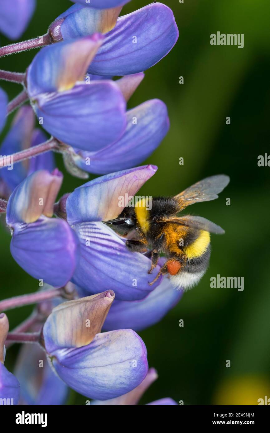 Erdhummel, ERD-Hummel, Weibchen, Blütenbesuch an Lupin, mit Pollenhöschen, Bombus SPEC., Bombus, abejorros Foto de stock