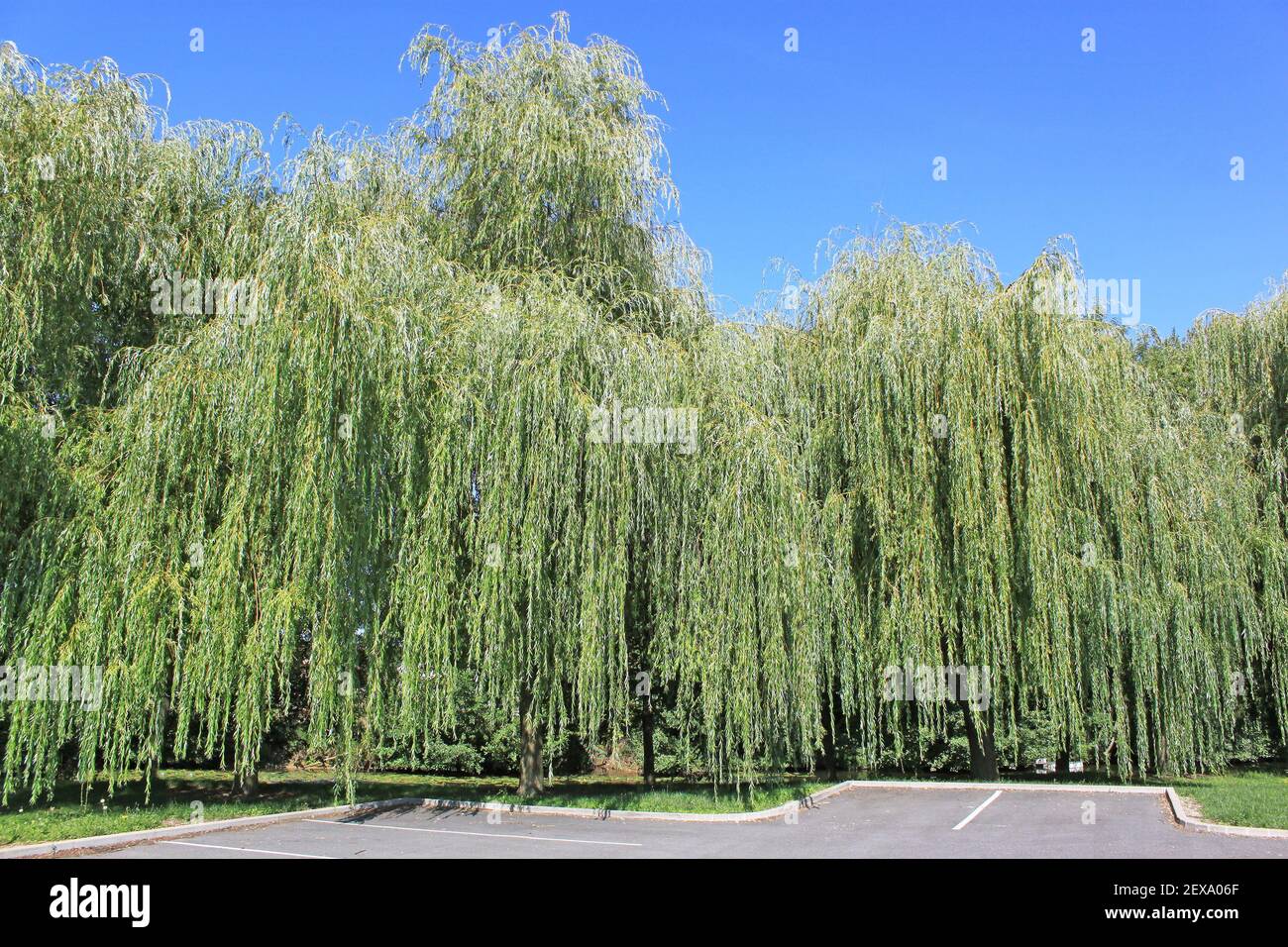 Tronco de sauce lloron fotografías e imágenes de alta resolución Alamy