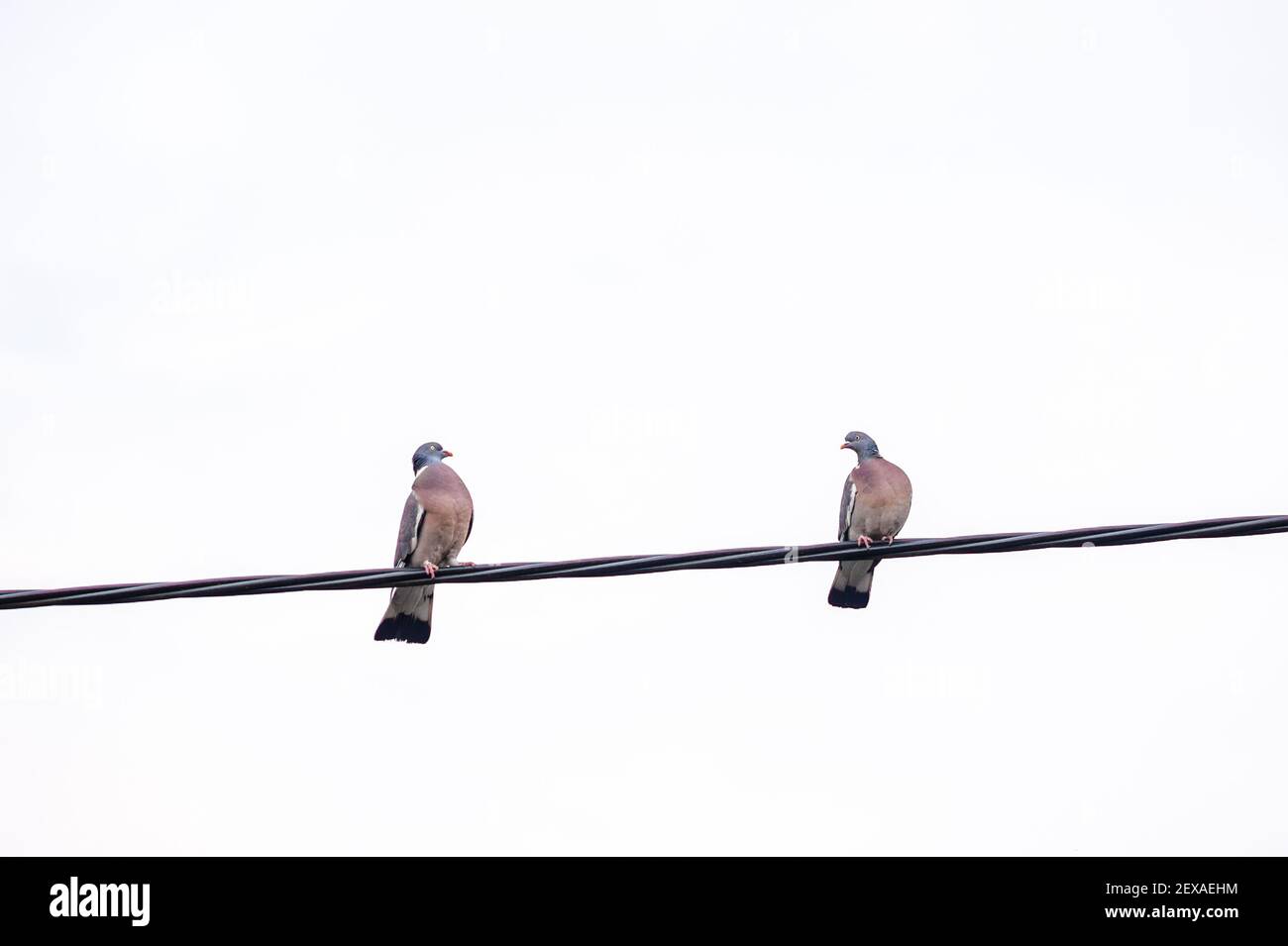 Dos palomas en un cable. Pájaros con actitud. Foto de stock