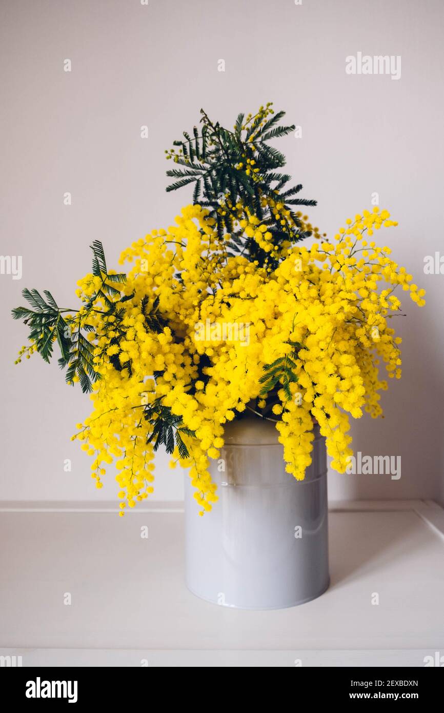 Gran manojo de flores mimosas amarillas en flor en jarrón contra fondo  blanco, de cerca. Vida de primavera Fotografía de stock - Alamy