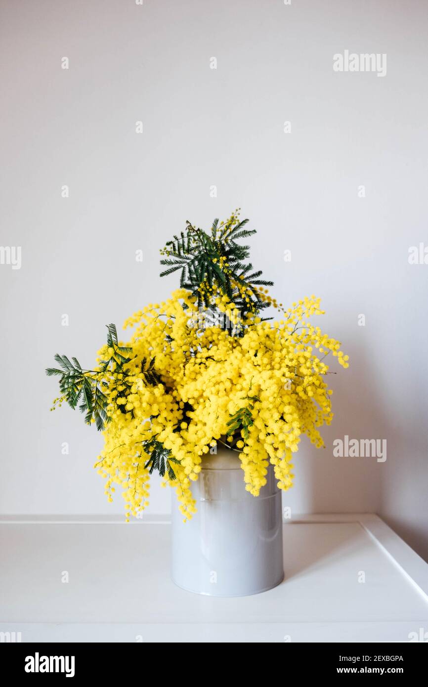 Gran manojo de flores mimosas amarillas en flor en jarrón contra fondo  blanco. Vida de primavera. Espacio de copia Fotografía de stock - Alamy