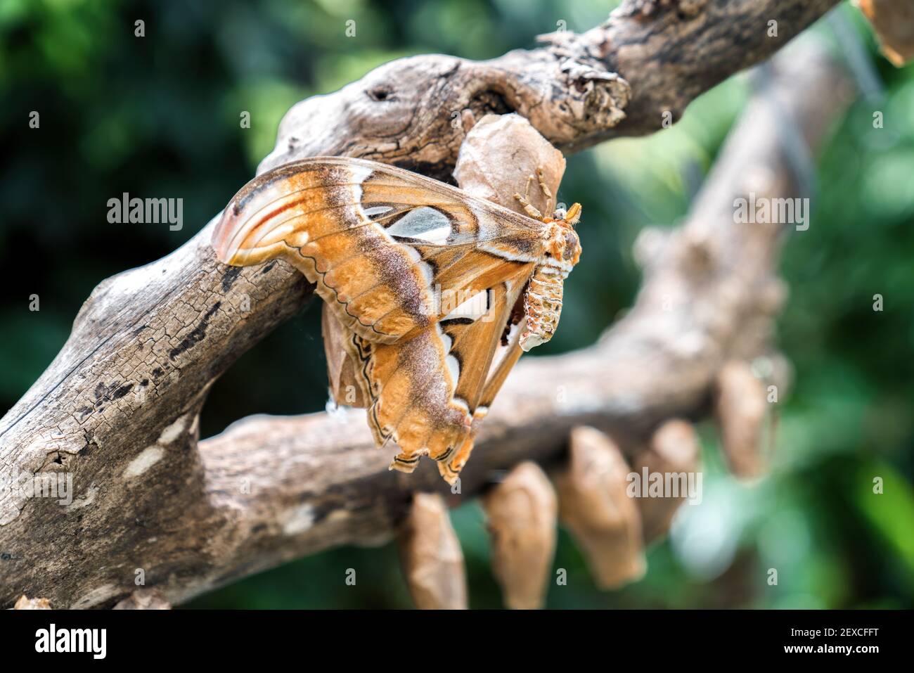 Una mariposa de color beige cuelga en una rama, de cerca Foto de stock