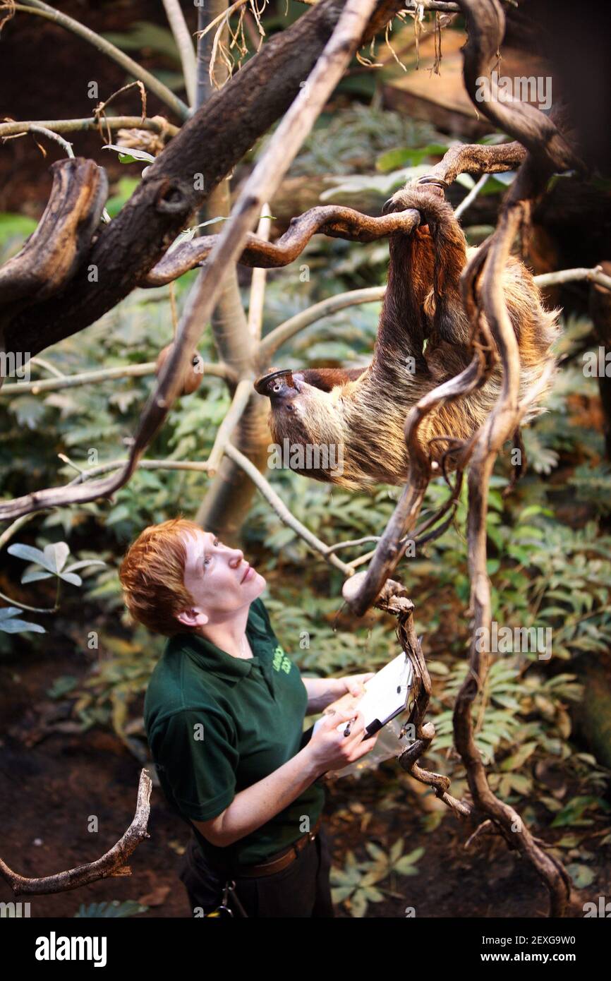 La guarda Lucy Hawley comprueba un perezoso de dos dedos (Folivora megalanychidae) durante la toma anual de stock en el Zoo de Londres, jueves, 10 de enero de 2008. La toma de stock es un recuento completo de cada animal en el zoológico con contiene más de 600 especies diferentes Pic David Sandison Foto de stock