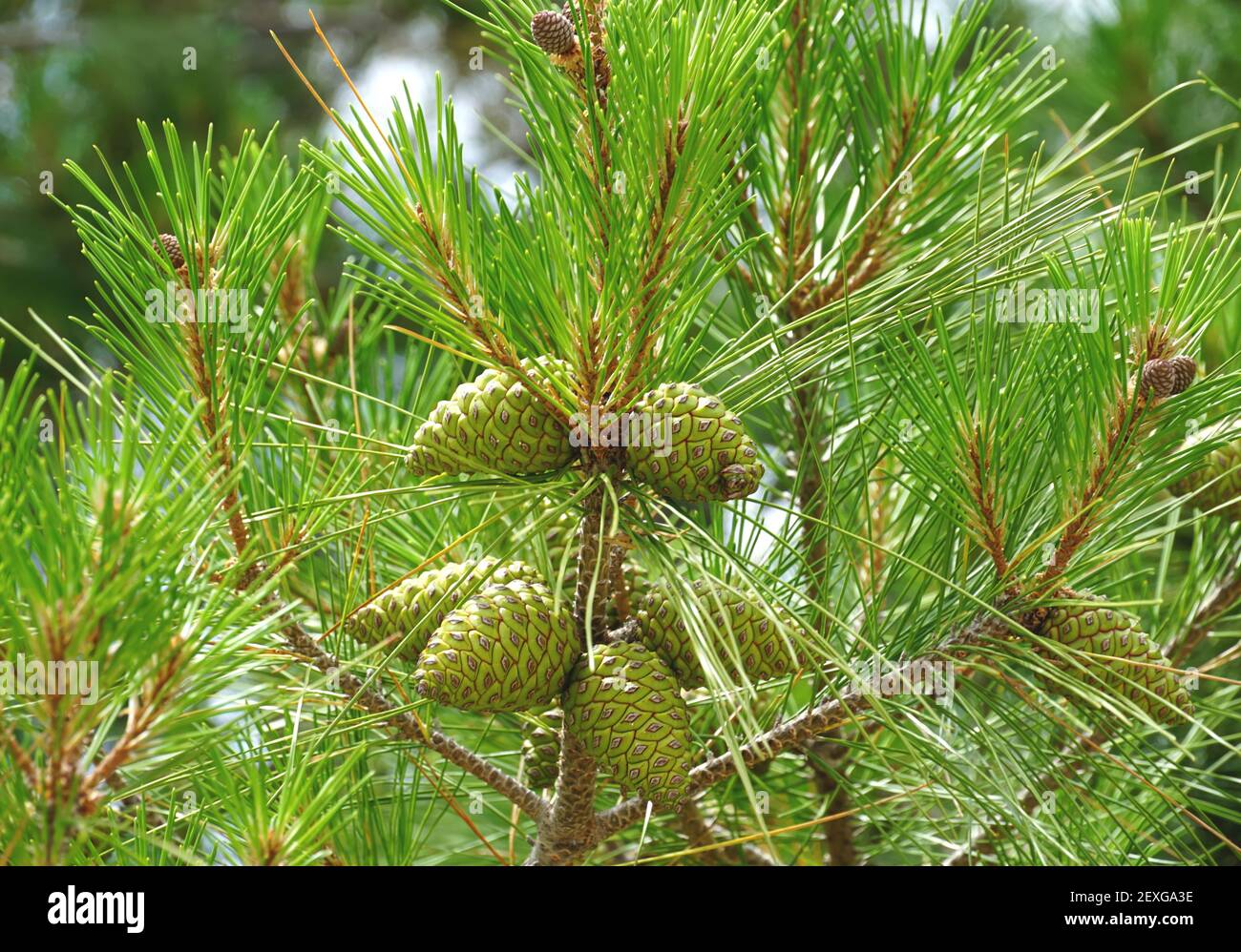 Conos de pino verde en una parte superior de rama de aromático pino perfumado Foto de stock