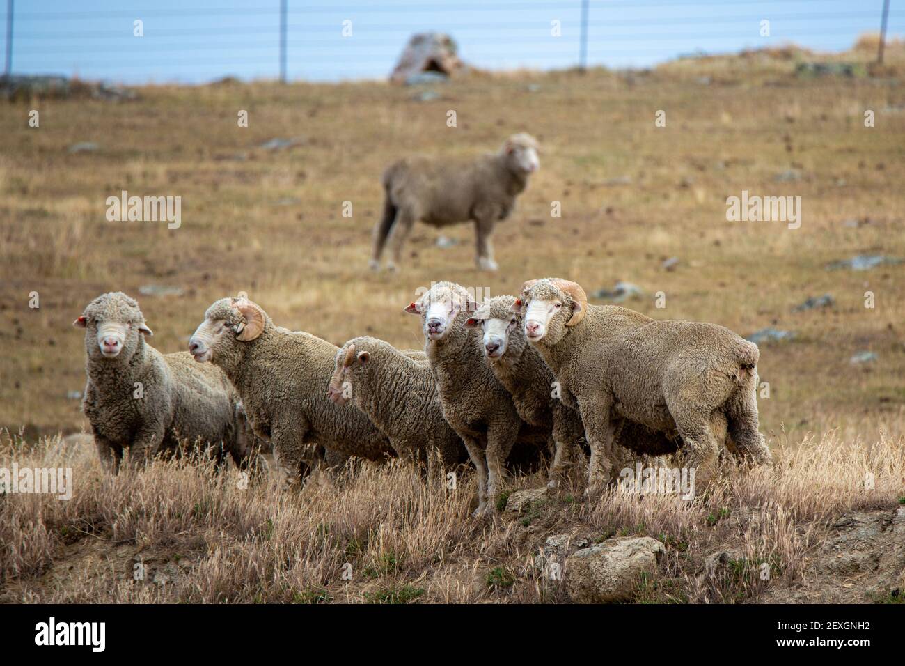 Un rebaño de ovejas y carneros merinos con cuernos rizos pastando en un campo seco de verano en una granja en la ladera de una colina En Otago Central Foto de stock
