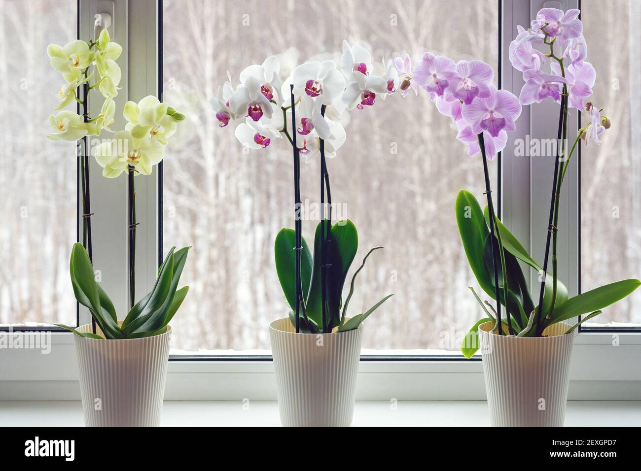 Orquídeas de polilla en el alféizar - decoración del hogar con macetas vivas plantas en flor Foto de stock
