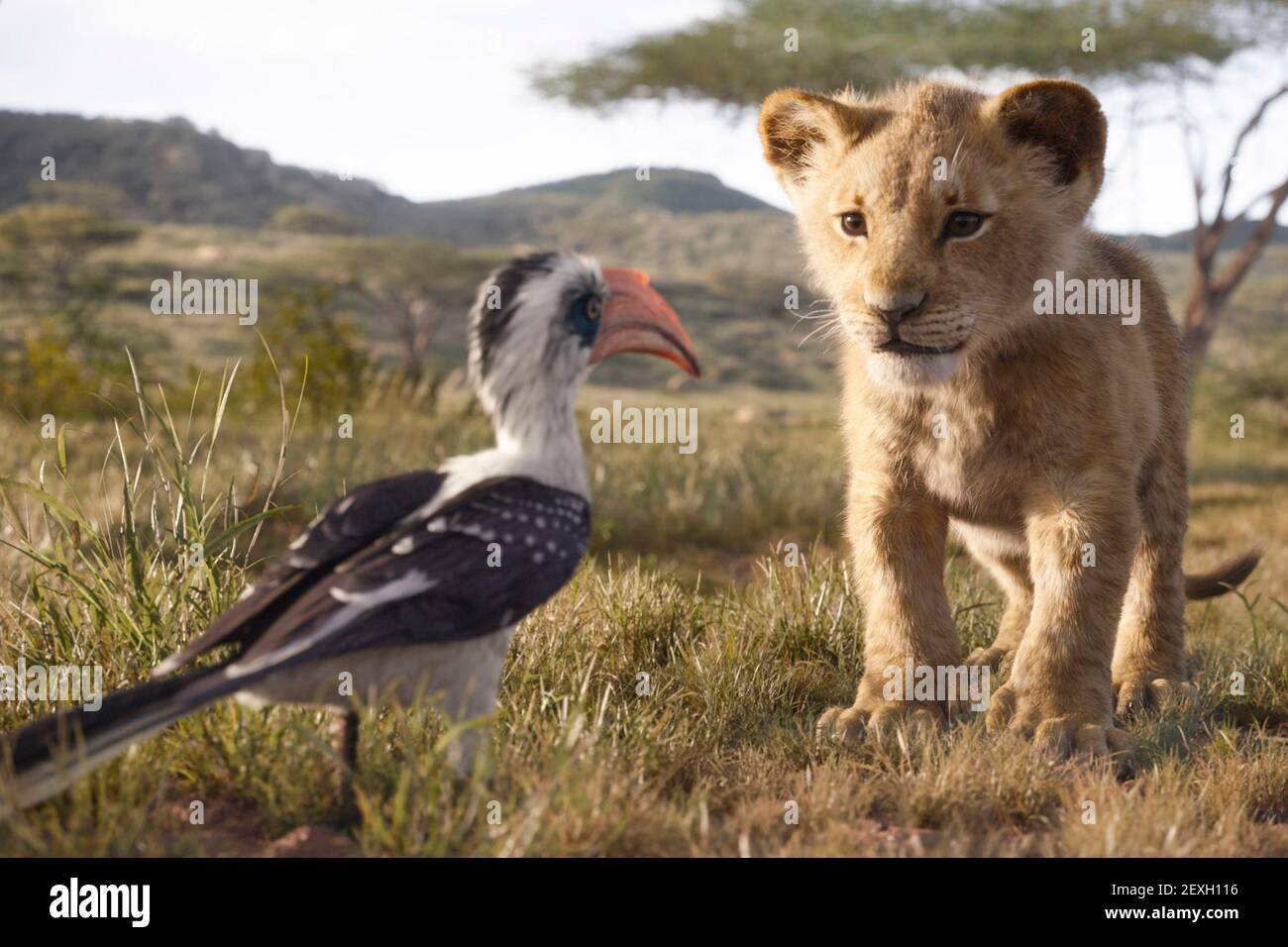 EL REY LEÓN - con las voces de John Oliver como Zazu, y JD McCrary como Young Simba, el 'Rey León' de Disney es dirigido por Jon Favreau. Foto de stock