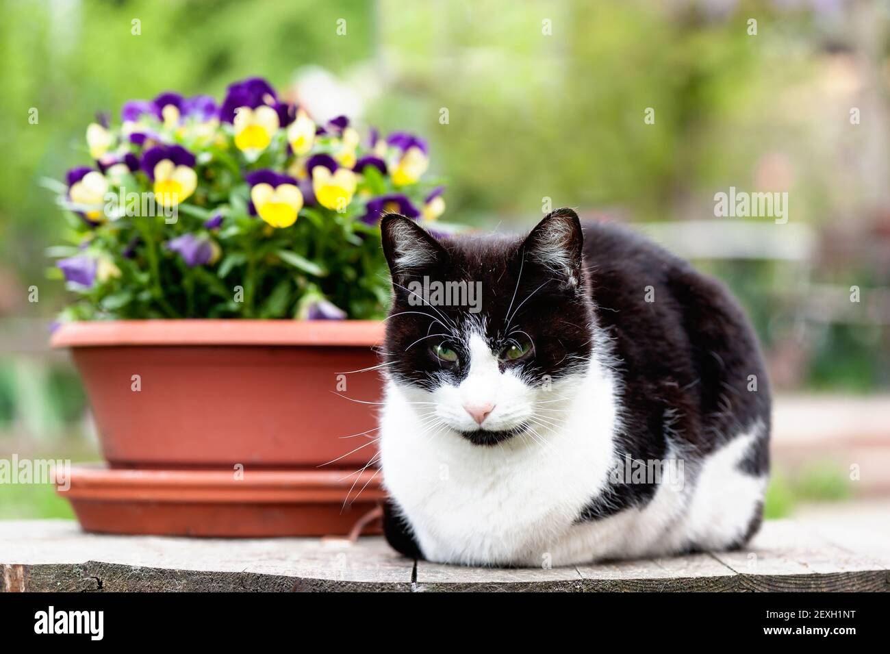 Gatito blanco y negro Foto de stock