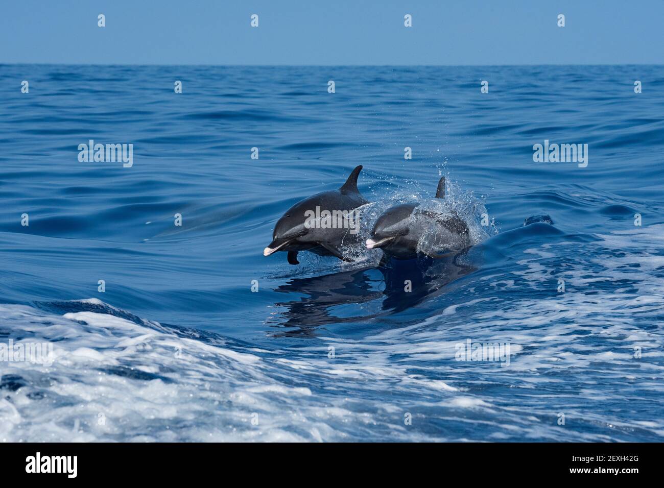 Delfín manchado pantropical, Stenella attenuata, saltando en velero, South Kona, Hawaii ( The Big Island ), Estados Unidos ( Océano Pacífico Central ) Foto de stock