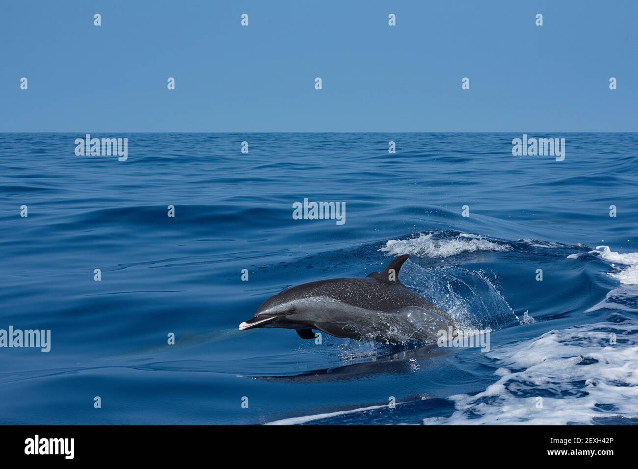 Delfín manchado pantropical, Stenella attenuata, marsopa fuera del agua a alta velocidad, South Kona, Hawaii (la Isla Grande), Estados Unidos, Océano Pacífico Foto de stock