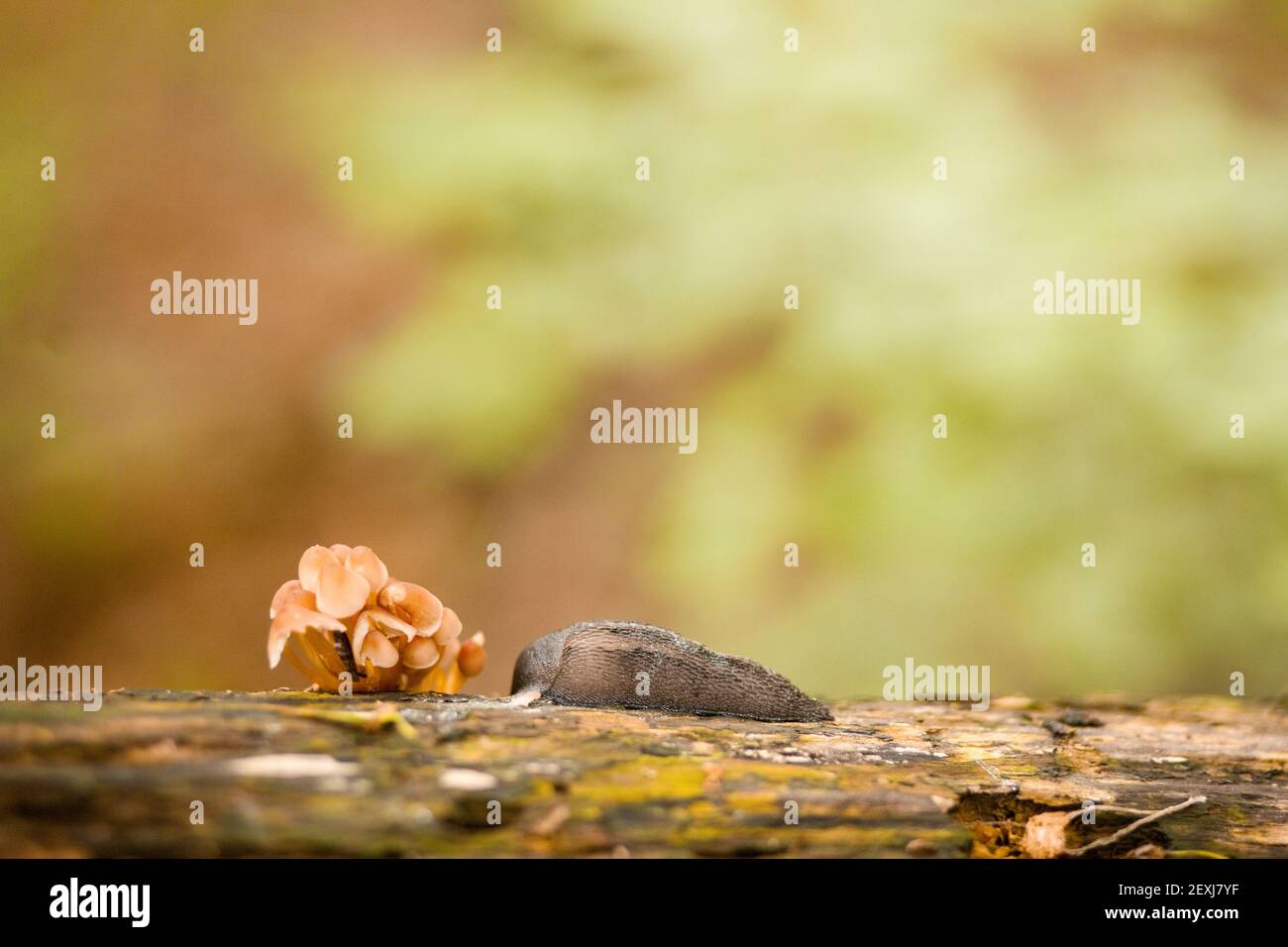 Setas y Slug Foto de stock