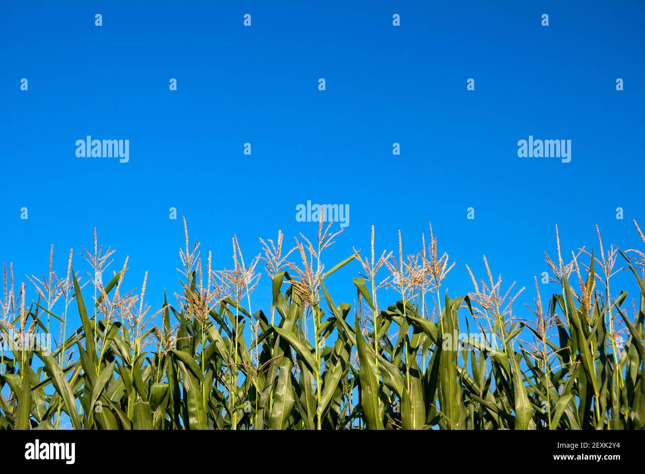 Campo de maíz Foto de stock