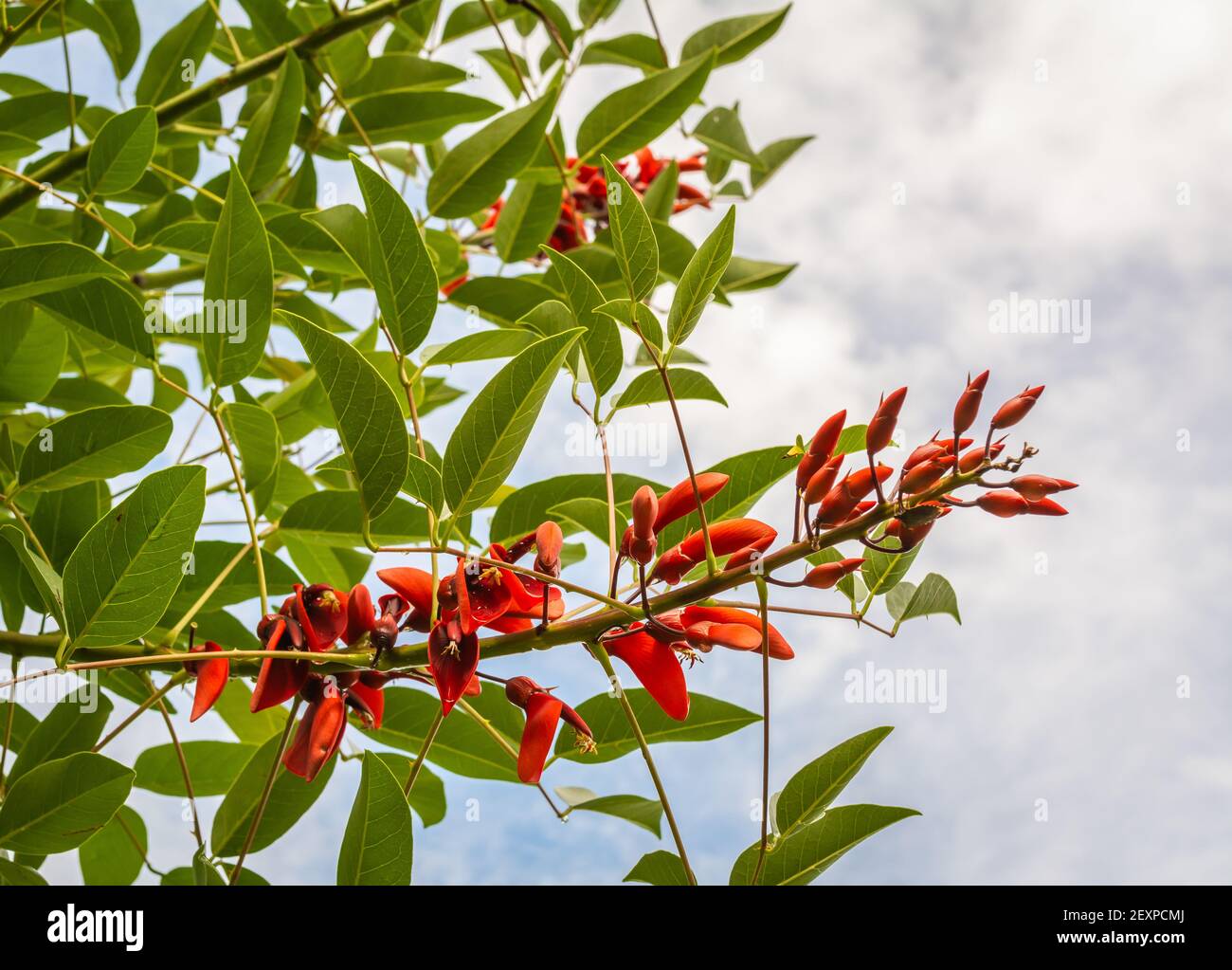 Erythrina crista-galli flowers.Cookspur árbol de coral. Flores rojas, cerosas del guisante del árbol de coral tierno a medio resistente del cockspur Foto de stock
