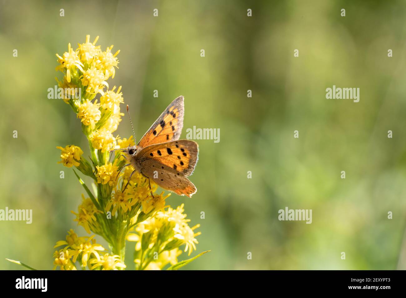 Una flaeas de Lycaena, la pequeña mariposa de cobre, o mariposa común de cobre que recoge polen de una planta de flores amarillas Foto de stock