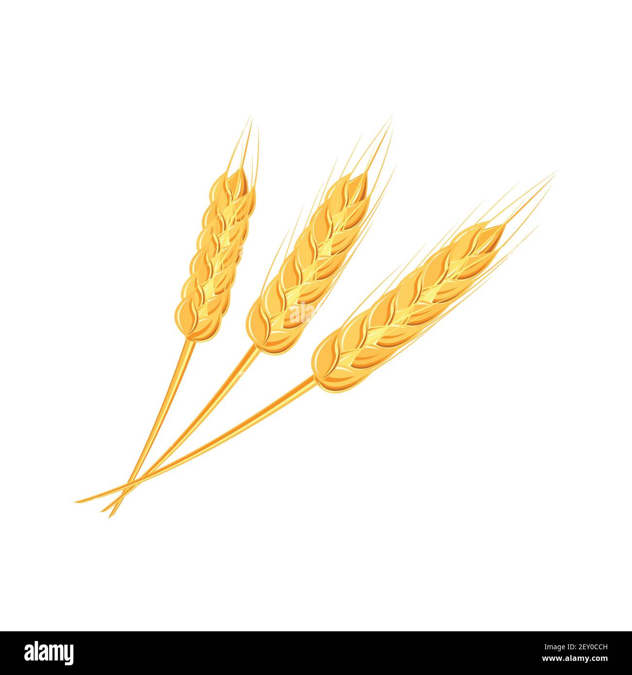 tobillo Hacer cómo utilizar Orejas de trigo o arroz. Spikelets de trigo agrícola símbolos aislados  sobre fondo blanco. Granja orgánica, empaque de pan de semilla de cultivo o  etiqueta de cerveza. Trigo Imagen Vector de stock -