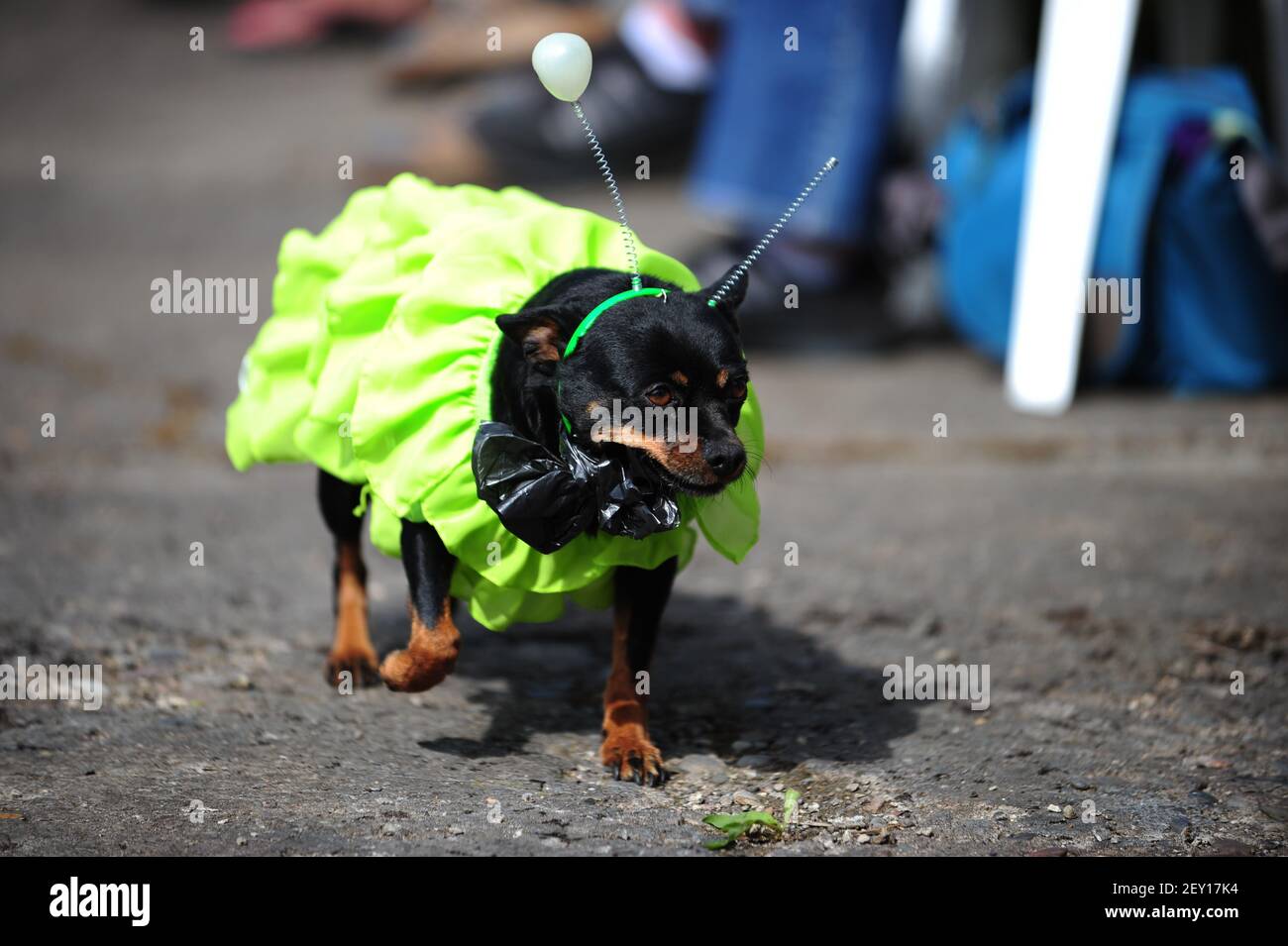 pasión fragancia Cardenal Un perro vestido con un traje alienígena se muestra en el concurso de  trajes de mascotas alienígenas el 17th 2014 de mayo en el festival anual de  OVNI McMenamins 15th. El festival