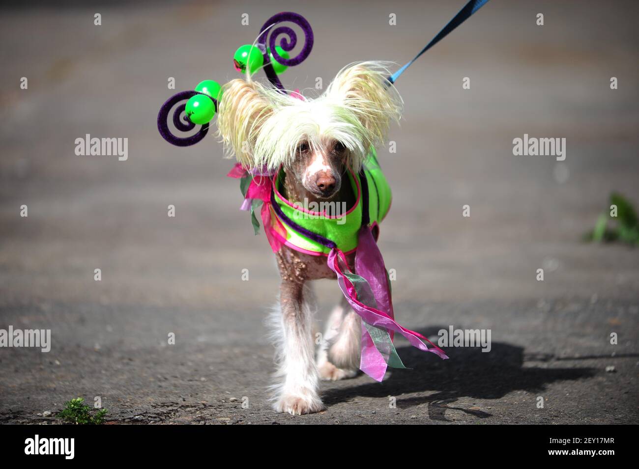 pasión fragancia Cardenal Un perro vestido con un traje alienígena se muestra en el concurso de  trajes de mascotas alienígenas el 17th 2014 de mayo en el festival anual de  OVNI McMenamins 15th. El festival