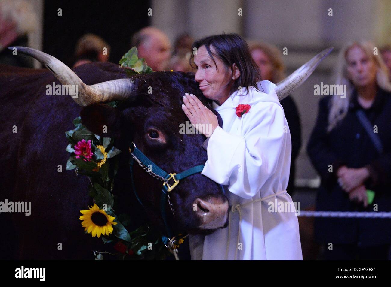 Bambi Brook conforta a un toro dentro de la Catedral de San Juan el Devino  antes de participar en la bendición de los animales durante la Fiesta Anual  de San Francisco de