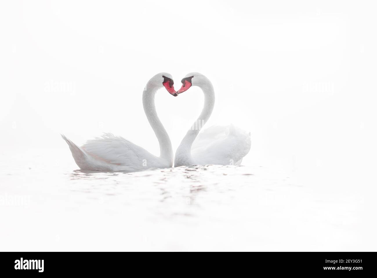 Forma de corazón de cisnes blancos en el mar, amor Foto de stock