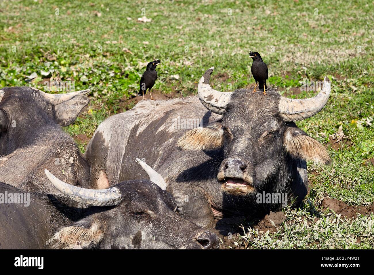 Feral, búfalo de agua (bubalus bubalis) wallodándose en piscinas de barro con aves mina crestadas (Acridotheres cristatellus). Los pájaros limpian las garrapatas y otros animales Foto de stock