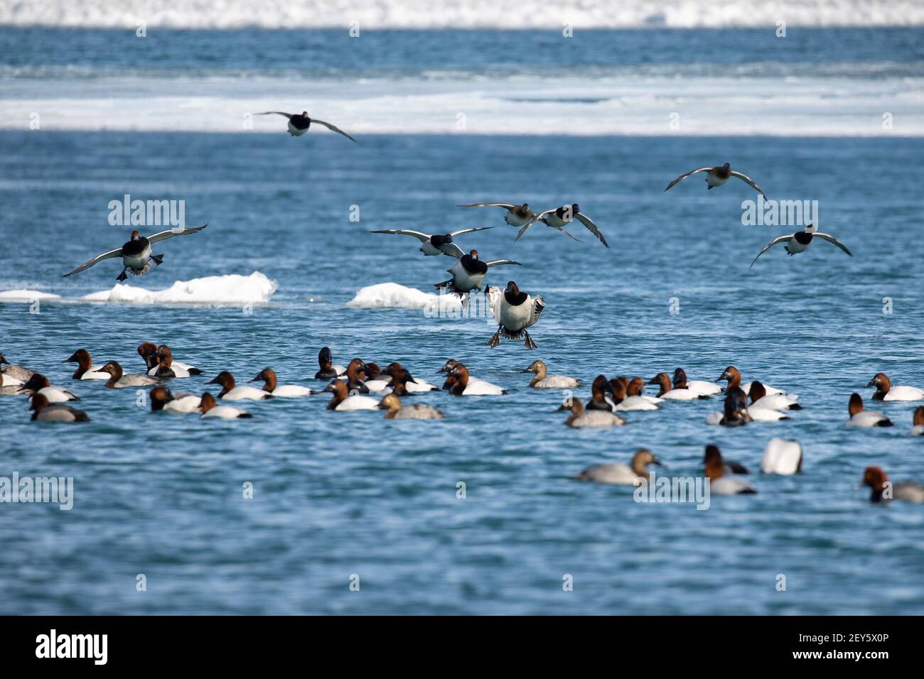 Los patos de Canvasback y Redhead volando en tierra con un rebaño en el agua Foto de stock