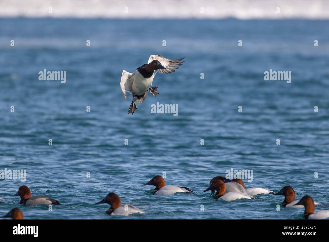 Pato Canvasback a punto de aterrizar en el agua. Foto de stock