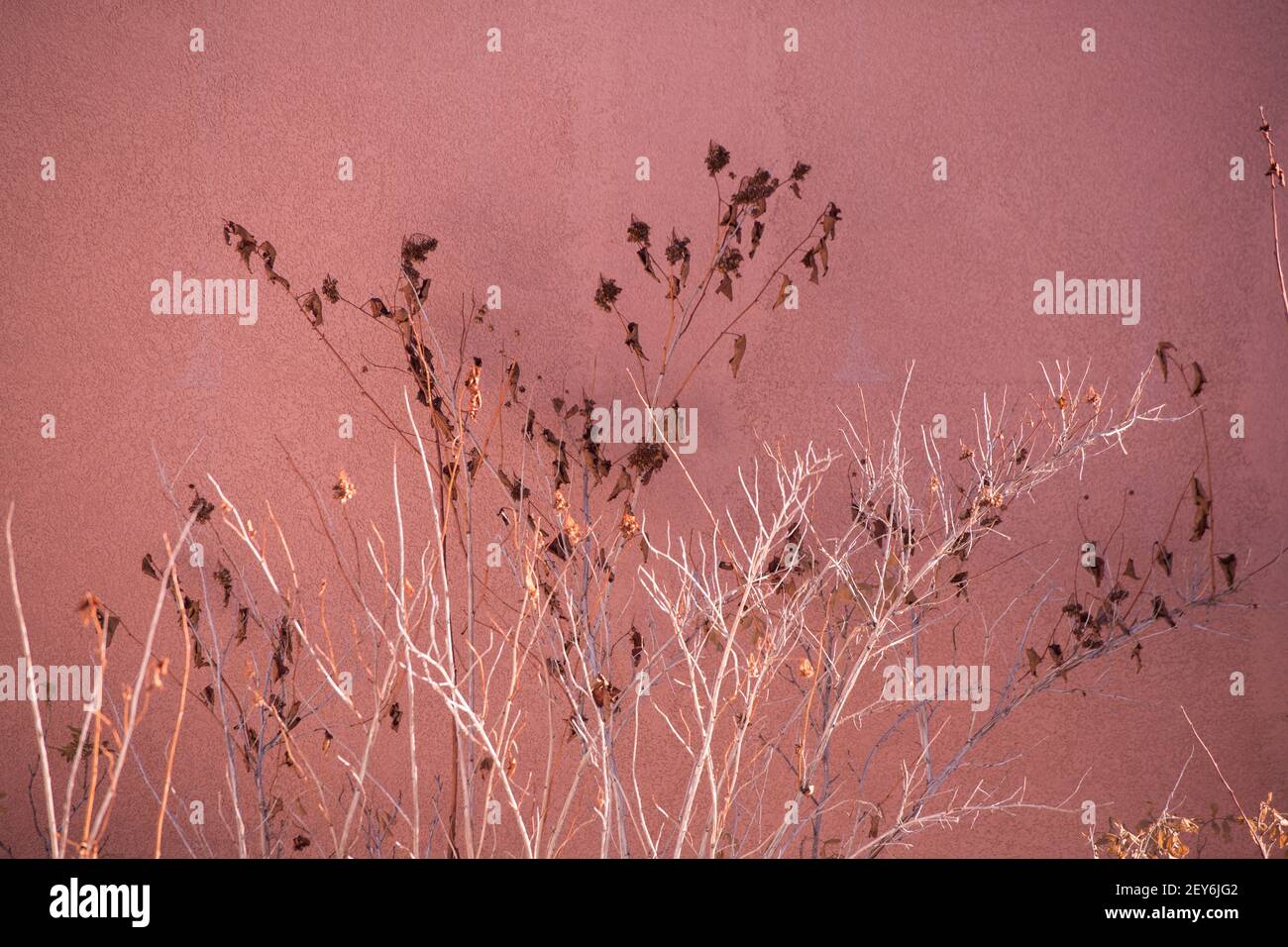 planta de jardín en invierno secó ramas y flores contra la pared de hormigón de melocotón de la casa exterior en el fondo horizontal formato vacío espacio para el tipo Foto de stock