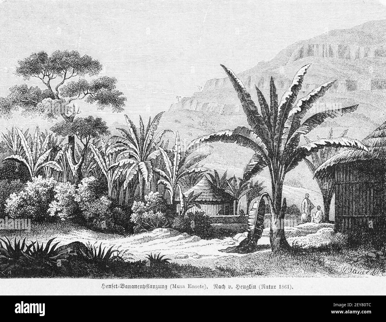 Pequeño pueblo con plantación de plátanos, Dr. Richard Andree, Abessinien, Land und Volk, Leipzig 1869 Foto de stock
