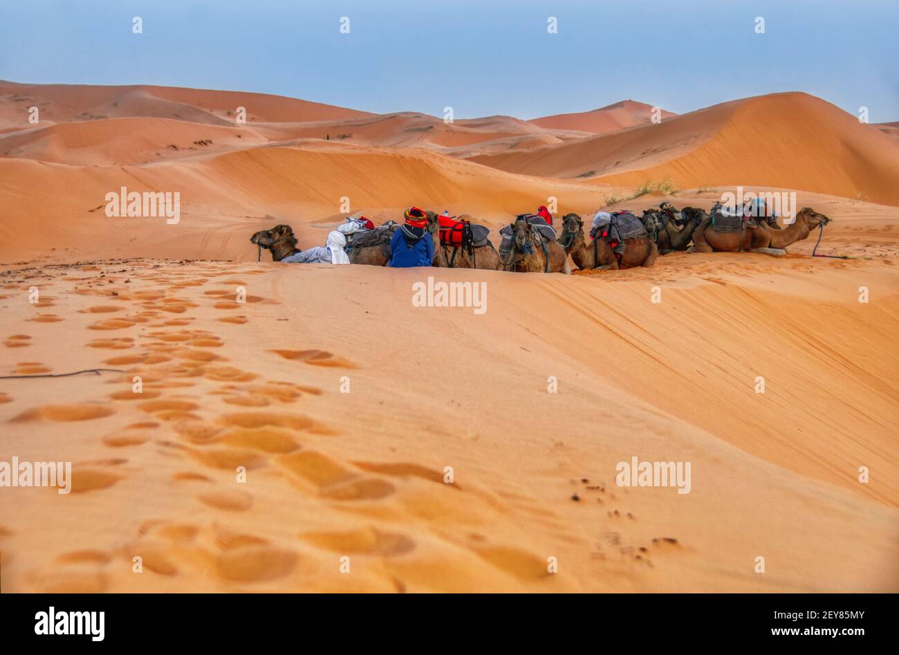 Pistas de camello en la arena del desierto del Sahara Foto de stock