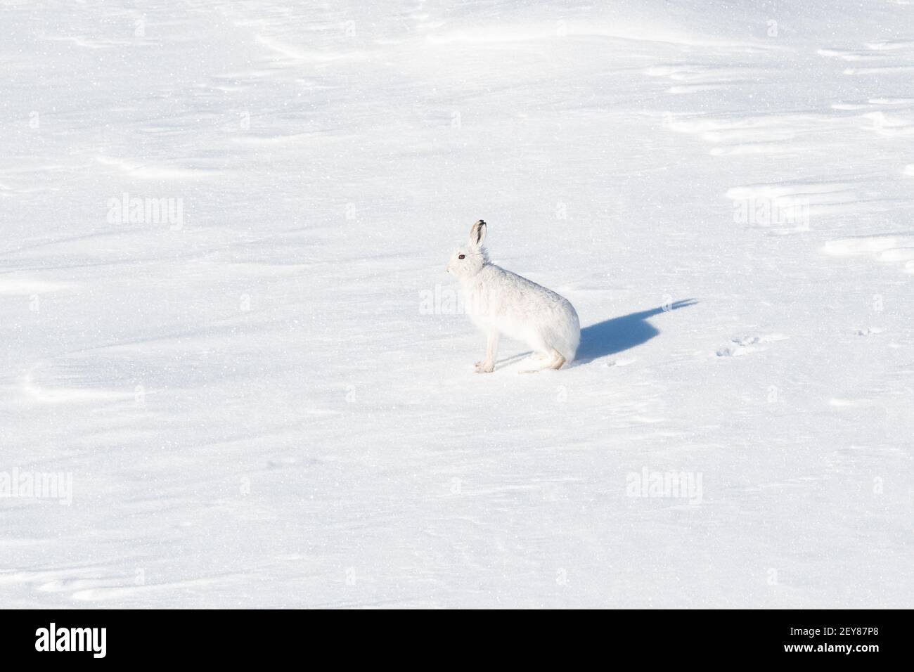 Montaña Hare Escocia (Lepus timidus) en la nieve en invierno Foto de stock