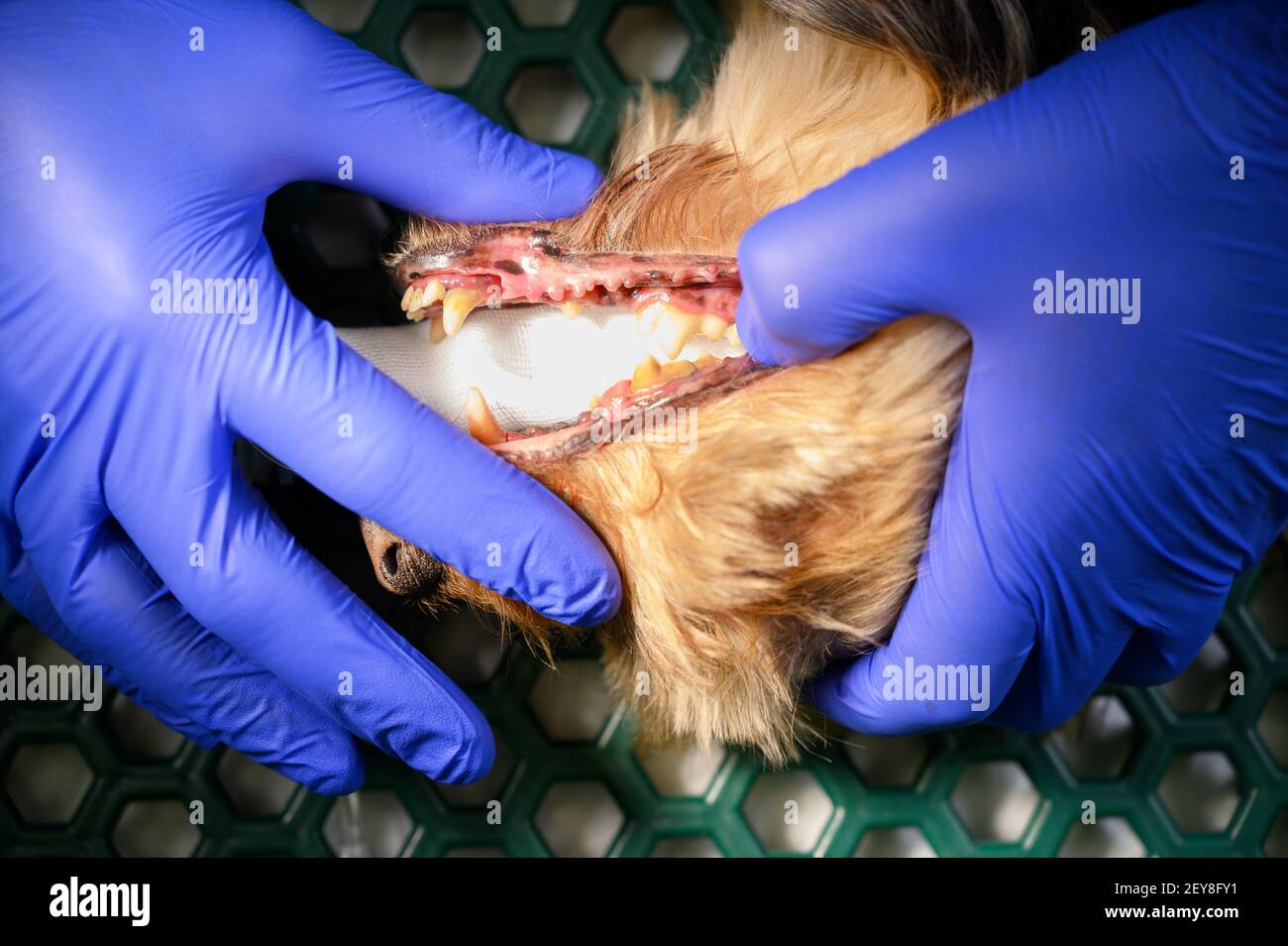 Odontología veterinaria. El cirujano dentista veterinario limpia y trata los dientes de un perro bajo anestesia en la mesa de operaciones en una clínica veterinaria. Foto de alta calidad Foto de stock