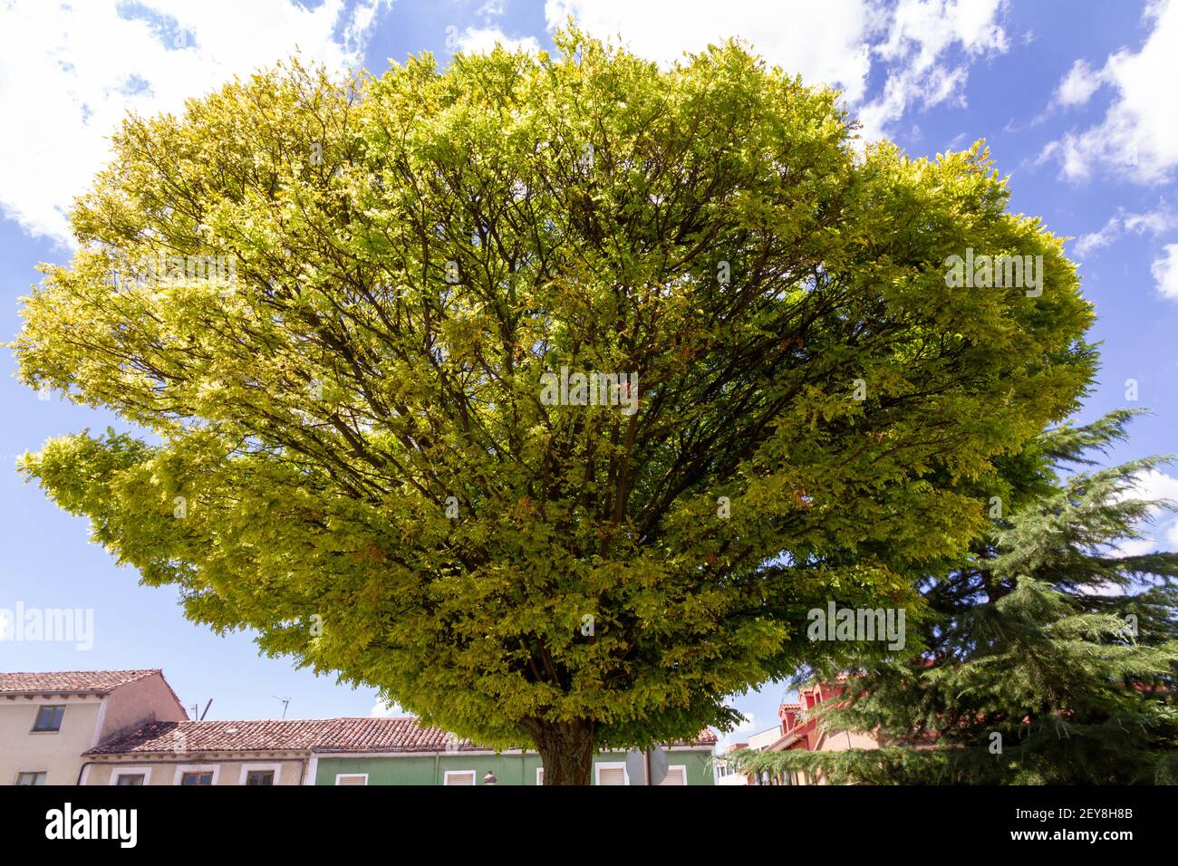 Detalle de un árbol verde sobre un cielo azul brillante en un día soleado Foto de stock