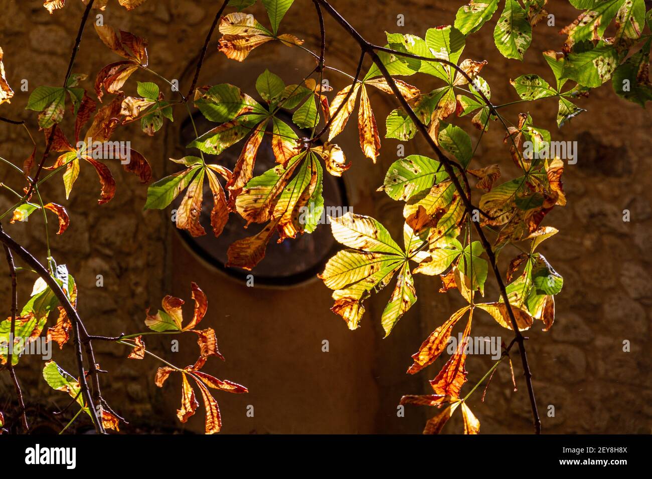 Primer plano de hojas verdes y marrones retroiluminadas en un árbol con una pared de piedra en el fondo Foto de stock