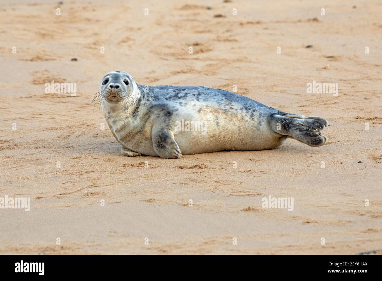 Sello gris (Halichoerus grypus). Descansando, tumbado con la cabeza levantada, sobre la superficie de arena de la playa. Aletas, cuadruplicadas. Contacto visual. Sensible. Waxham, Norfolk. Foto de stock