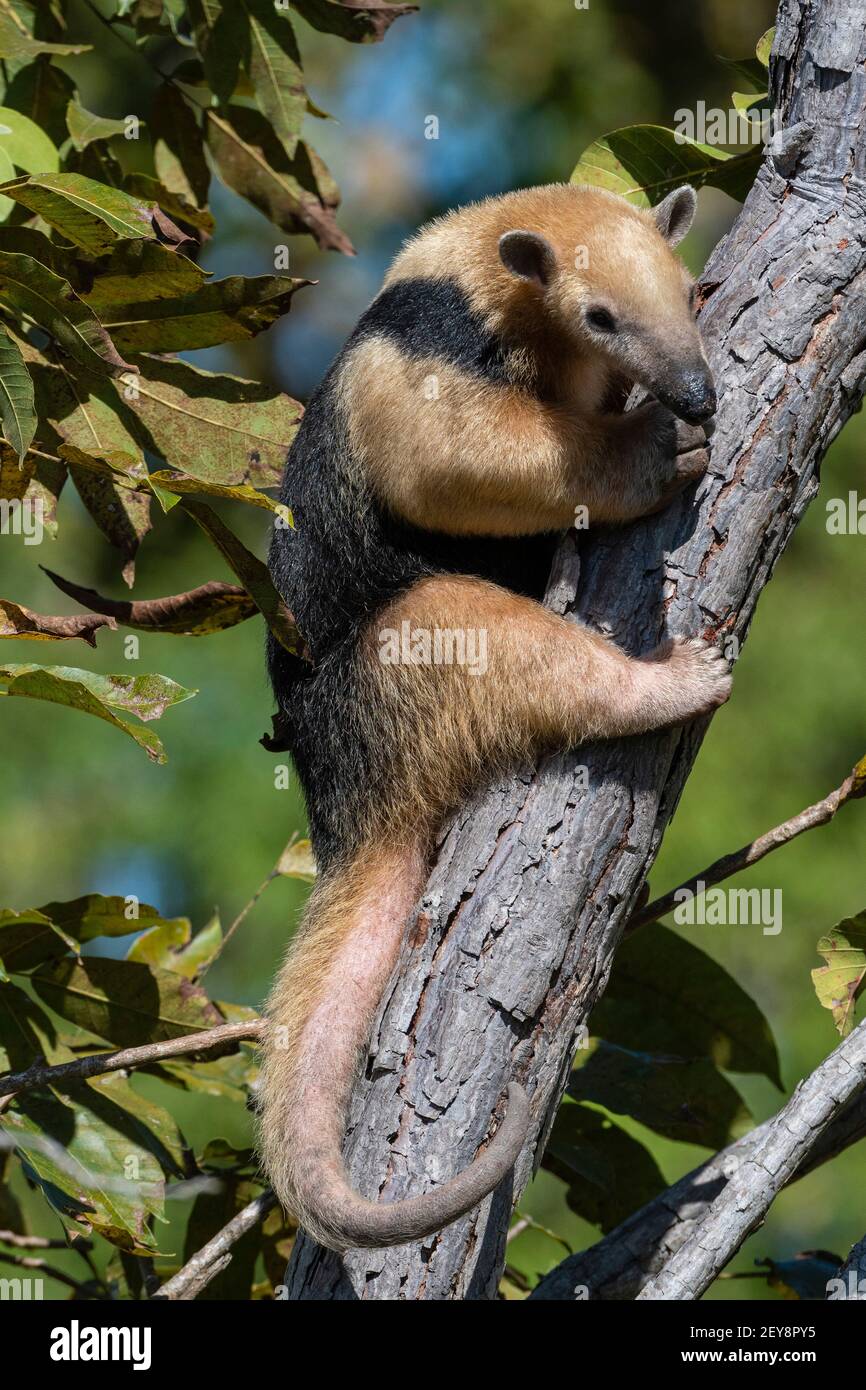 Tamandua meridional (Tamandua tetradactyla), Pantanal, Mato Grosso do Sul, Brasil. Foto de stock