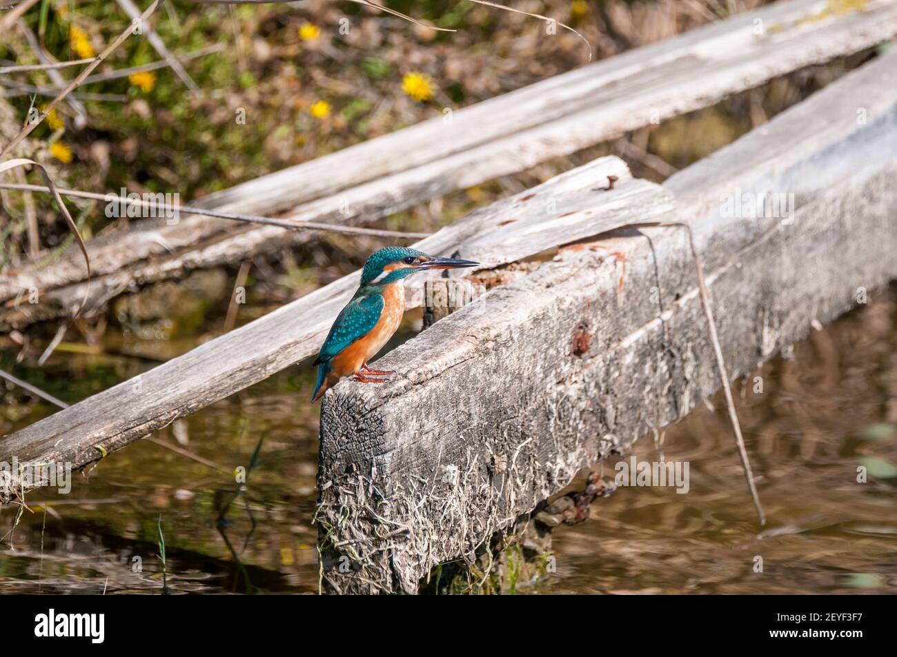 Pescador común, Alcedo atthis, encaramado sobre un pedazo de madera, delta del Ebro, Cataluña, España Foto de stock