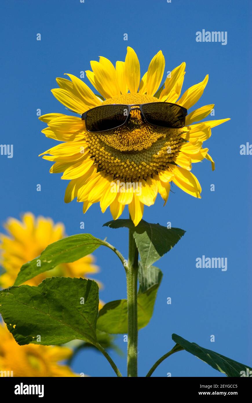Lachende blume fotografías e imágenes de alta resolución - Alamy