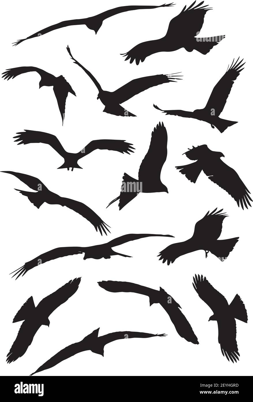 Eagles pájaros sombra conjunto de silueta Imagen Vector de stock - Alamy