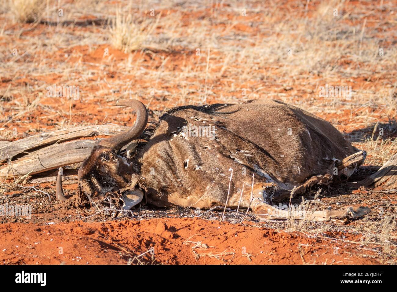 Una vaca muerta en el desierto de kalahari, Namibia. Foto de stock