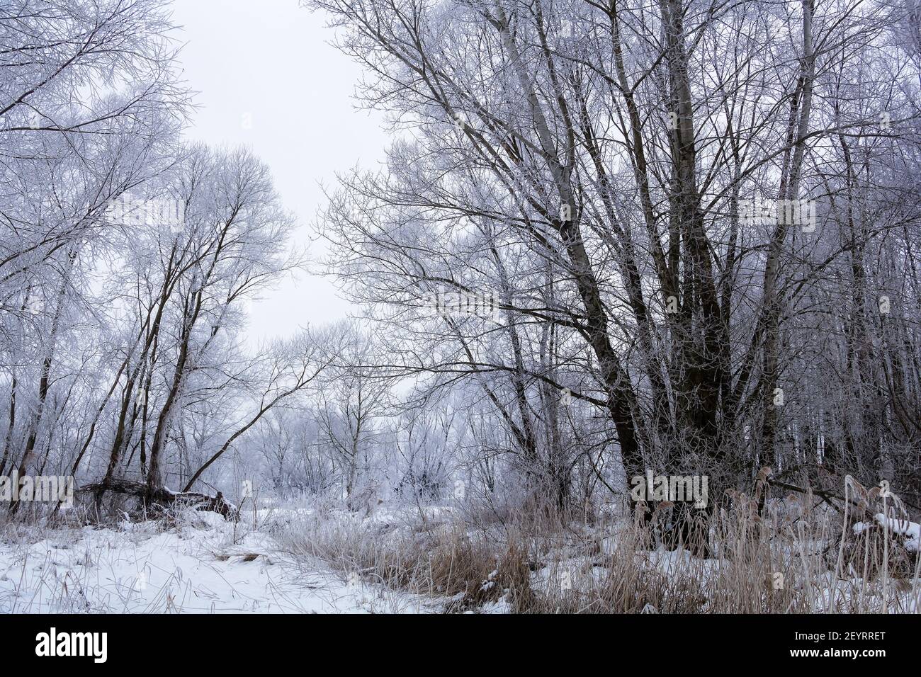 Árboles en madera cubierta de nieve blanca fresca y heladas en el brillante día de invierno Foto de stock