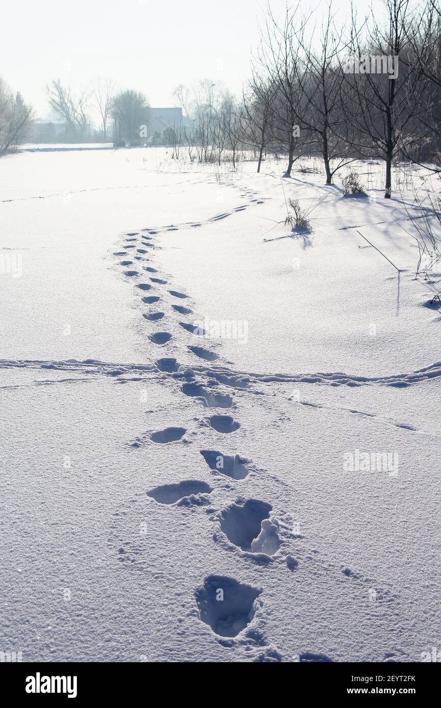 Los pasos siguen en la nieve profunda en el campo vacío en las zonas rurales paisaje en invierno día brillante Foto de stock