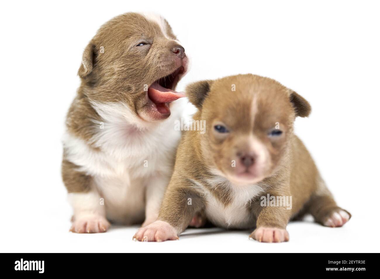 Cachorros de Chihuahua bostezo. Dos perros marrones se reproducen sobre  fondo blanco aislado Fotografía de stock - Alamy
