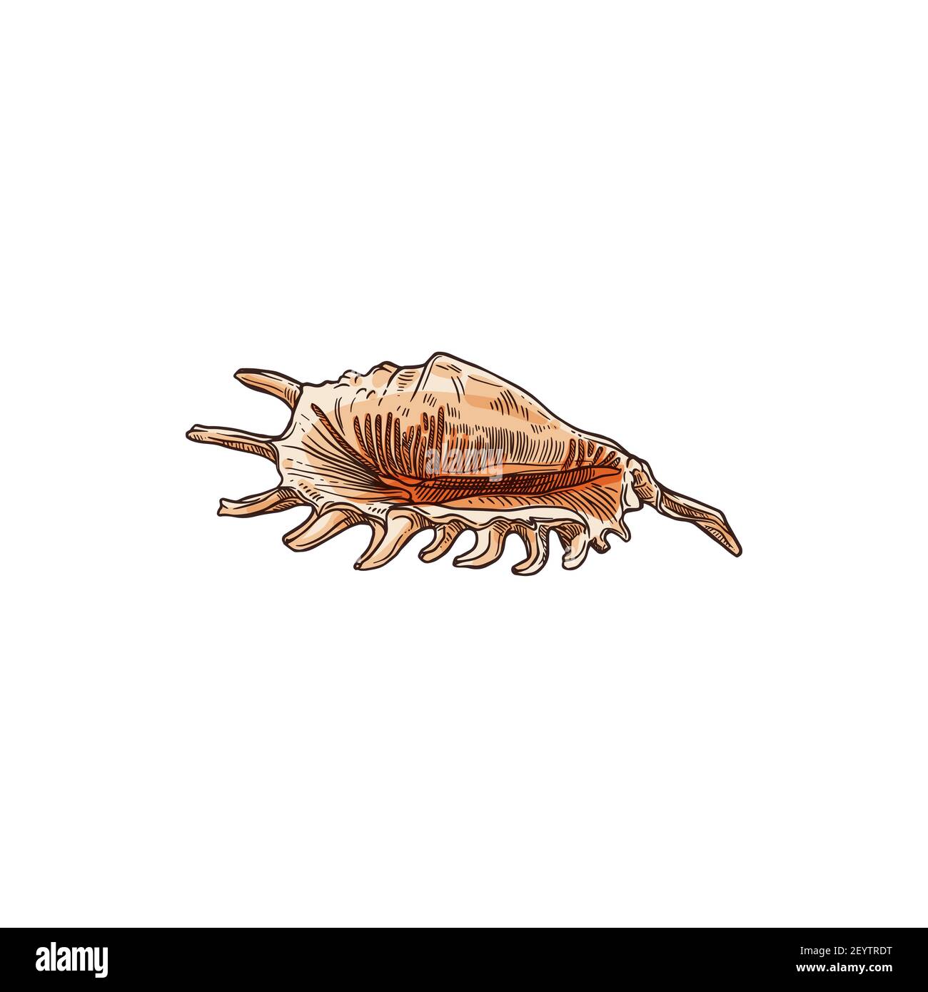 Encaje florido murex aislado sketch de concha. Vector Chicoreus Triplex florifer rock caracol molusco gasterópodo de la familia Stylommatophora Imagen Vector de stock - Alamy Encaje florido murex aislado sketch de concha. Vector Chicoreus Triplex florifer rock caracol molusco gasterópodo de la familia Stylommatophora Imagen Vector de stock - Alamy