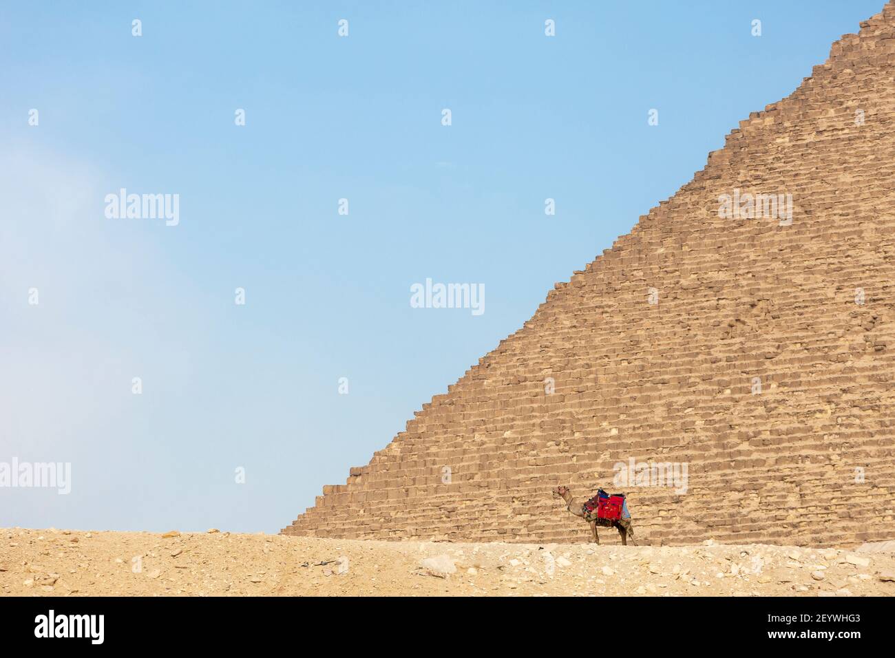 Cualquier empezar sin embargo Un camello solitario que se encuentra en la base de una pirámide, la meseta  de Giza, el Gran Cairo, Egipto Fotografía de stock - Alamy