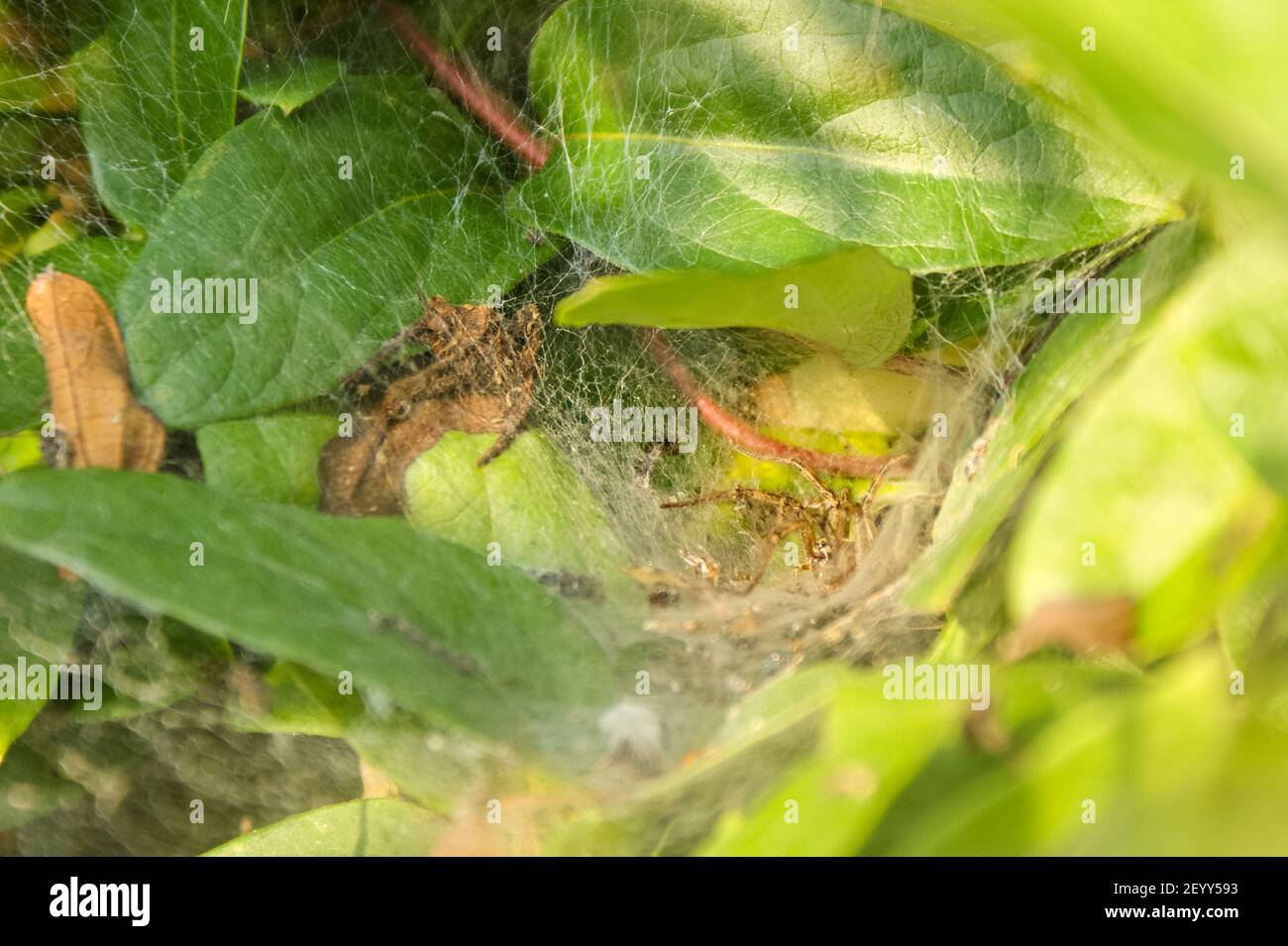 Una araña de hierba Agelenidae en la red de embudo entre las hojas en un jardín Foto de stock