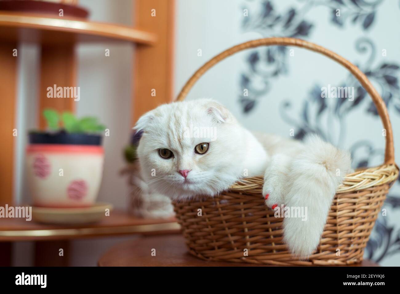Scottish Fold gatito se sienta en cesta de mimbre en la habitación Foto de stock